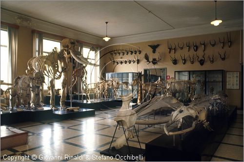 ROMA
Museo di Zoologia