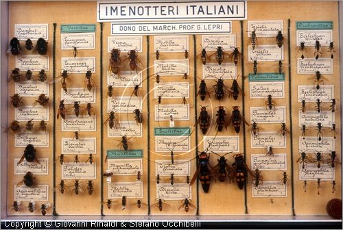 ROMA
Museo di Zoologia
Imenotteri