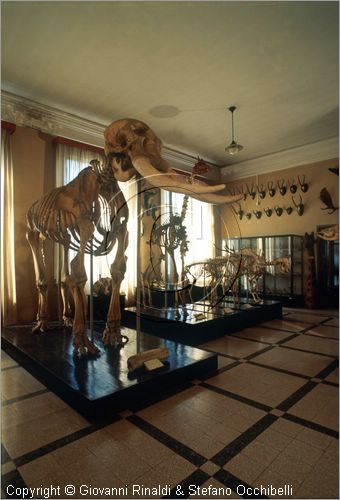 ROMA
Museo di Zoologia