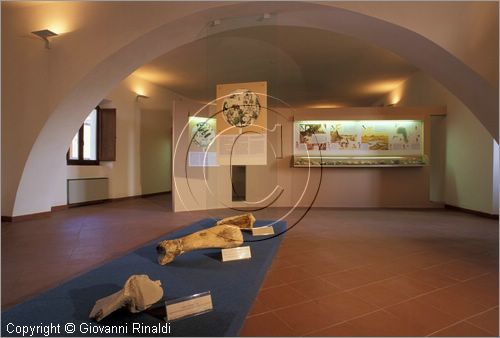 VALENTANO (VT)
Museo Civico
sala I: ossa di elefante