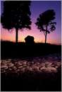 romaappia0011.jpg