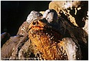 coppede15.jpg