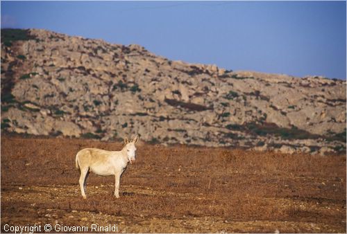 asinara0035.jpg