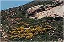 giglio_2113.jpg