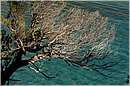 golfodiorosei_8868.jpg