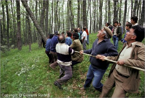 ITALY - ACCETTURA (MT)
"Matrimonio degli alberi" per San Giuliano (dall'ascensione al marted dopo la Pentecoste)
prima fase: taglio del maggio nel bosco di Montepiano (ascensione)