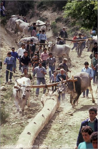 ITALY - ACCETTURA (MT)
"Matrimonio degli alberi" per San Giuliano (dall'ascensione al marted dopo la Pentecoste)
seconda fase: trasporto del maggio dal bosco di Montepiano al paese (Pentecoste)