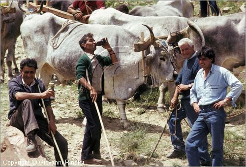 ITALY - ACCETTURA (MT)
"Matrimonio degli alberi" per San Giuliano (dall'ascensione al marted dopo la Pentecoste)
seconda fase: trasporto del maggio dal bosco di Montepiano al paese (Pentecoste)