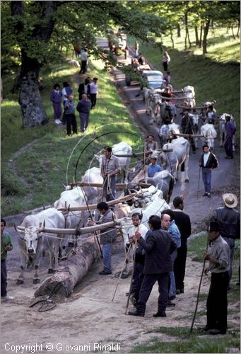 ITALY - ACCETTURA (MT)
"Matrimonio degli alberi" per San Giuliano (dall'ascensione al marted dopo la Pentecoste)
seconda fase: trasporto del maggio dal bosco di Montepiano al paese (Pentecoste)