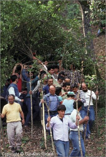 ITALY - ACCETTURA (MT)
"Matrimonio degli alberi" per San Giuliano (dall'ascensione al marted dopo la Pentecoste)
seconda fase: trasporto della Cima dal bosco di Gallipoli al paese (Pentecoste)