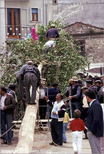 ITALY - ACCETTURA (MT)
"Matrimonio degli alberi" per San Giuliano (dall'ascensione al marted dopo la Pentecoste)
terza fase: innesto della ima sul Maggio