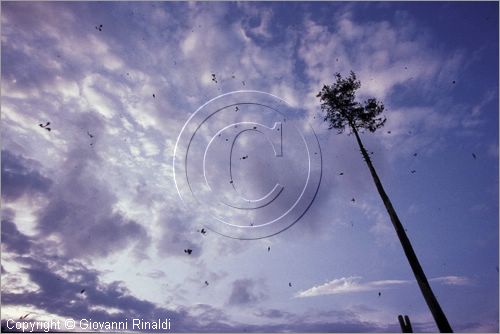 ITALY - ACCETTURA (MT)
"Matrimonio degli alberi" per San Giuliano (dall'ascensione al marted dopo la Pentecoste)
i cacciatori sparano per colpire le tarchette metalliche sulla cima