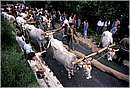 accettura0014.jpg