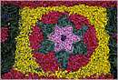 bolsenainfiorata0009.jpg
