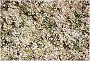 bolsenainfiorata0012.jpg