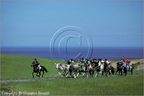 ITALY - CHIEUTI (FG)
Corsa dei Carri trainati dai buoi (21-23 aprile)
lungo il percorso delle prove