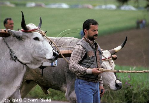 ITALY - CHIEUTI (FG)
Corsa dei Carri trainati dai buoi (21-23 aprile)
la discesa prima della corsa