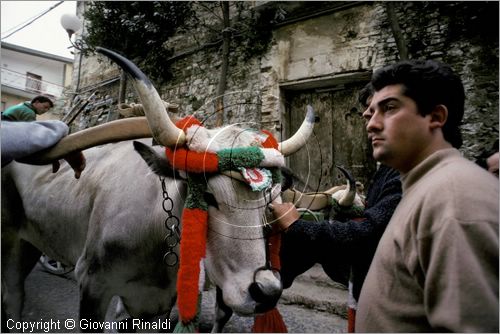 ITALY - CHIEUTI (FG)
Corsa dei Carri trainati dai buoi (21-23 aprile)
giro del paese