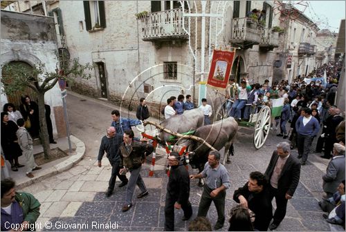 ITALY - CHIEUTI (FG)
Corsa dei Carri trainati dai buoi (21-23 aprile)
festeggiamenti della vittoria