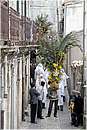gangipalme0005.jpg