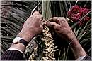 gangipalme0017.jpg