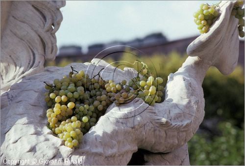 ITALY - MARINO (RM) - Sagra dell'uva (prima decade di ottobre) - fontana addobbata
