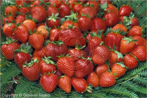 ITALY - NEMI (RM)
Sagra della Fragola (giugno)