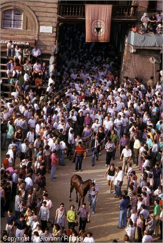 ITALY - SIENA
Il Palio (2 luglio e 16 agosto)
barbaresco e cavallo entrano nel campo per una prova accompagnati dai contradaioli festanti