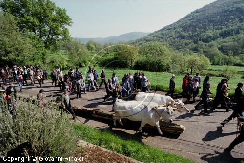 ITALY - PASTENA (FR)
Festa della SS. Croce (30 aprile - 3 maggio)
trasporto del maggio dal bosco al paese con una coppia di buoi