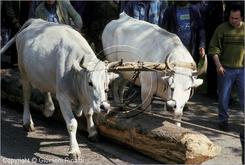 ITALY - PASTENA (FR)
Festa della SS. Croce (30 aprile - 3 maggio)
trasporto del maggio dal bosco al paese con una coppia di buoi