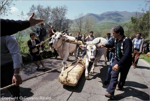 ITALY - PASTENA (FR)
Festa della SS. Croce (30 aprile - 3 maggio)
trasporto del maggio dal bosco al paese con una coppia di buoi