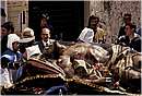 procidafesta0007.jpg
