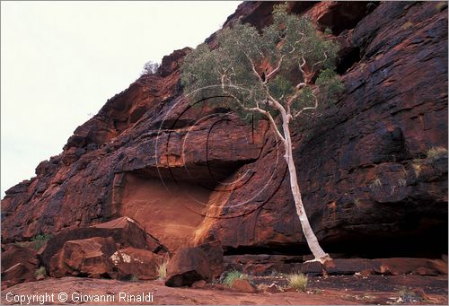 AUSTRALIA CENTRALE - (Alice Springs) - McDonald Range - cavalli selvaggi - Finke Gorge National Park - Palm Valley