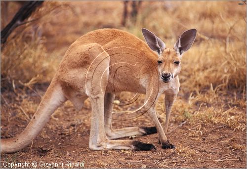 AUSTRALIA CENTRALE - Alice Springs - Desert Park - canguro