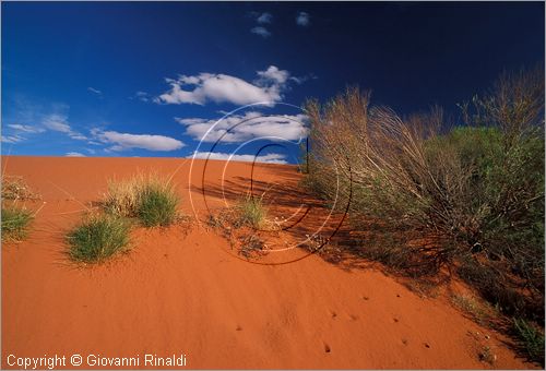 AUSTRALIA CENTRALE - paesaggio con sabbia rossa presso Curtin Springs