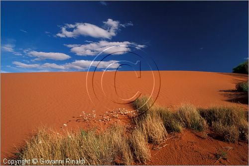 AUSTRALIA CENTRALE - paesaggio con sabbia rossa presso Curtin Springs