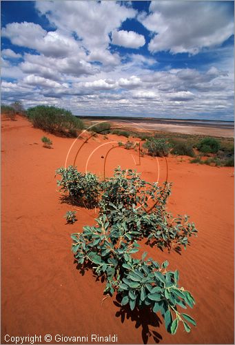 AUSTRALIA CENTRALE - paesaggio con sabbia rossa presso Curtin Springs