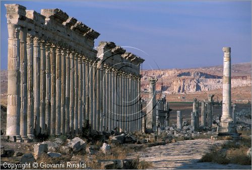 SIRIA - APAMEA (Qala'at al-Mudiq)
antica citt romana - la via principale (cardo) lunga 2 km e colonnata