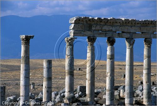 SIRIA - APAMEA (Qala'at al-Mudiq)
antica citt romana - la via principale (cardo) lunga 2 km e colonnata