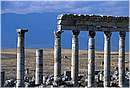 apamea0012.jpg