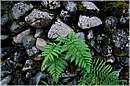 cile_puyuhuapi0003.jpg