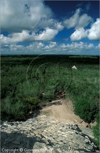 MEXICO - YUCATAN - Area archeologica di Coba' (antica citt Maya (700 - 900 d.C.) - veduta della foresta dalla cima della piramide Nohochmul (42 metri e 120 scalini  la pi alta dello Yucatan)