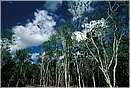 mexico_coba0005.jpg