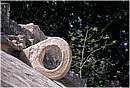mexico_coba0013.jpg