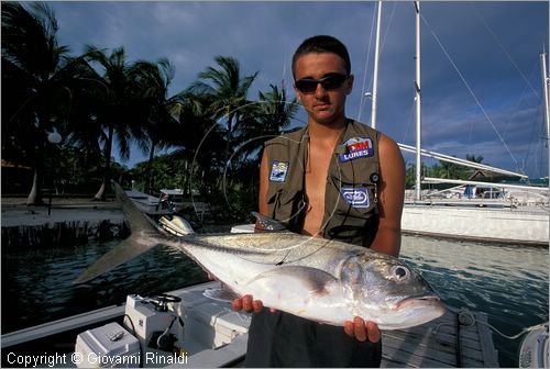 CUBA - Arcipelago delle Isole Canarreos - Cayo Largo - Marina di Puerto Sol - uncarangide preso con la tecnica della pesca a mosca