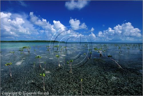 CUBA - Arcipelago delle Isole Canarreos - Cayo Estopa - mangrovie all'interno dell'isola