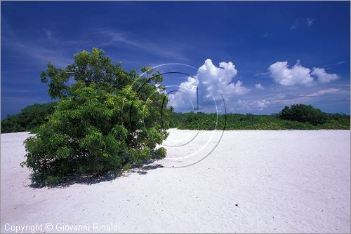 CUBA - Arcipelago delle Isole Canarreos - Cayo Campos - vegetazione all'interno dell'isola