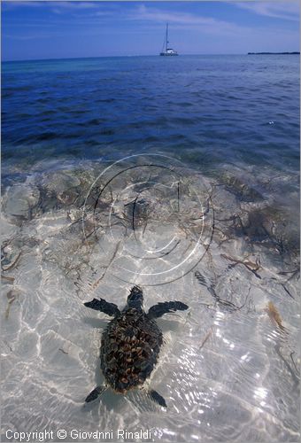 CUBA - Arcipelago delle Isole Canarreos - Cayo Campos - tartaruga marina nella spiaggia a sud