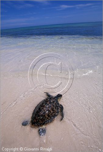 CUBA - Arcipelago delle Isole Canarreos - Cayo Campos - tartaruga marina nella spiaggia a sud