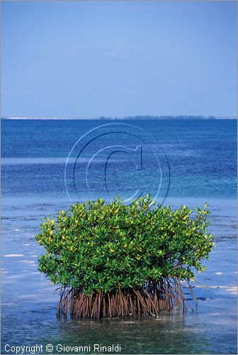 CUBA - Arcipelago delle Isole Canarreos - Cayo Estopa - mangrovia